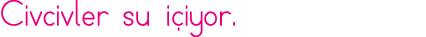 Civcivler su içiyor 